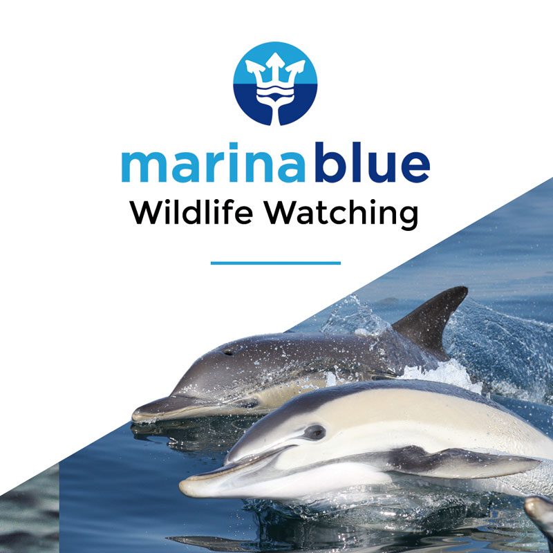 portf-dest-marinabluetrip Publicidad Marina Blue